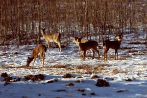 A small group of deer gather less than a half-mile from one of the stages toward the end of the day.