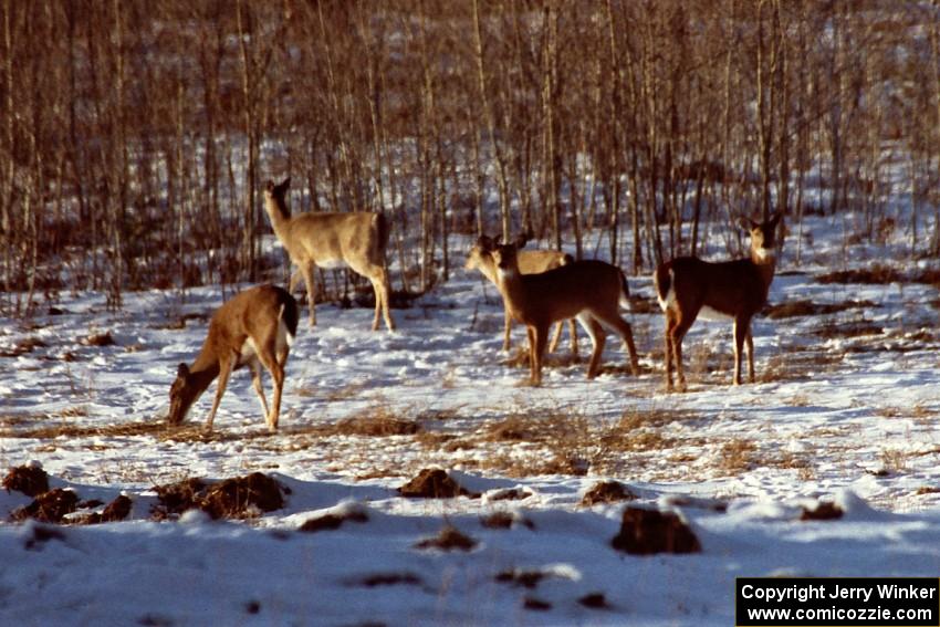 A small group of deer gather less than a half-mile from one of the stages toward the end of the day.