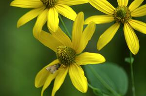 A skipper butterfly drinks from a daisy and becomes a meal for a spider next to the start of the practice stage.