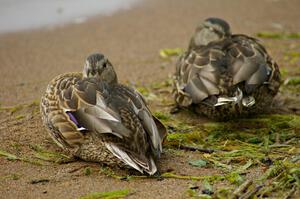 A pair of female mallards balled up on the shore fighting the winds.