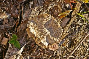 Traditional mushroom shot from Ojibwe Forests Rally 2008.