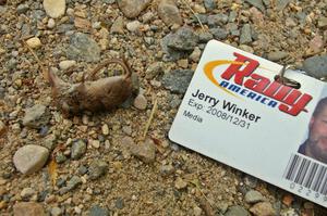 Dead adult Least Shrew on the hiking trail to the bog at Lake Bemidji State Park.