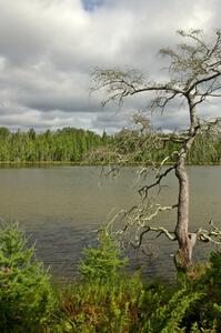 Big Bog Lake at Lake Bemidji State Park.