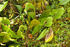 Carnivorous pitcher plants in the bog.
