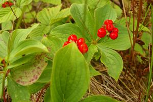 Bunchberries in the bog.