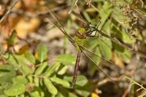 Green Darner dragonfly by the side of the road before the start of SS10.(1)