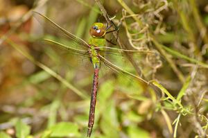 Green Darner dragonfly by the side of the road before the start of SS10.(2)