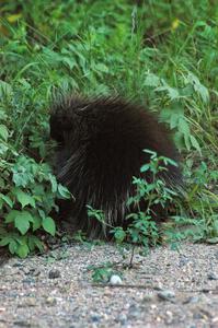 A porcupine eats grass just a few hundred yards from the SS15 midpoint.