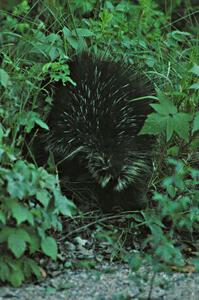A porcupine eats grass just a few hundred yards from the SS15 midpoint.