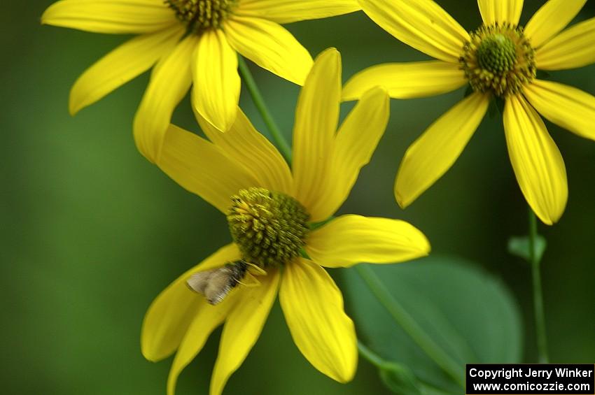 A skipper butterfly drinks from a daisy and becomes a meal for a spider next to the start of the practice stage.