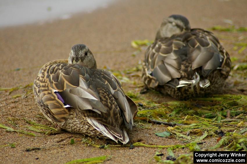 A pair of female mallards balled up on the shore fighting the winds.