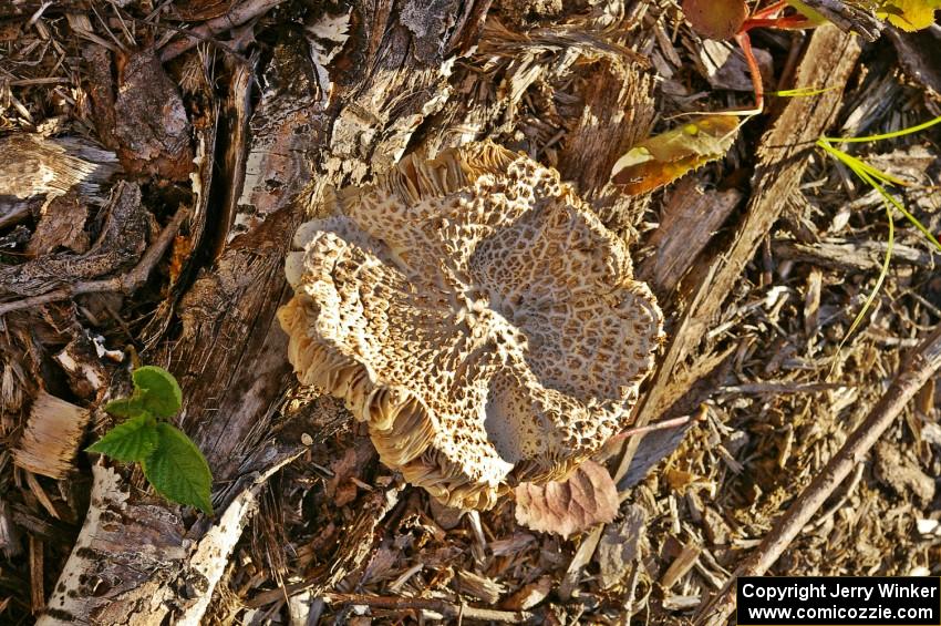 Traditional mushroom shot from Ojibwe Forests Rally 2008.