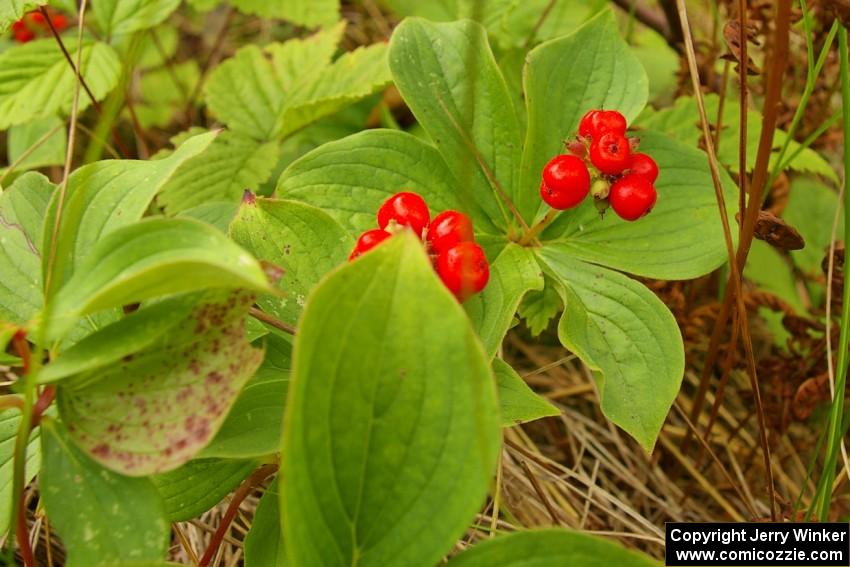 Bunchberries in the bog.