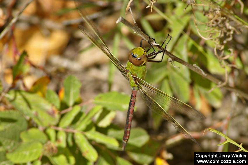 Green Darner dragonfly by the side of the road before the start of SS10.(1)