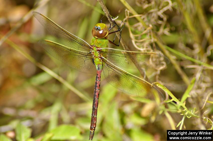 Green Darner dragonfly by the side of the road before the start of SS10.(2)