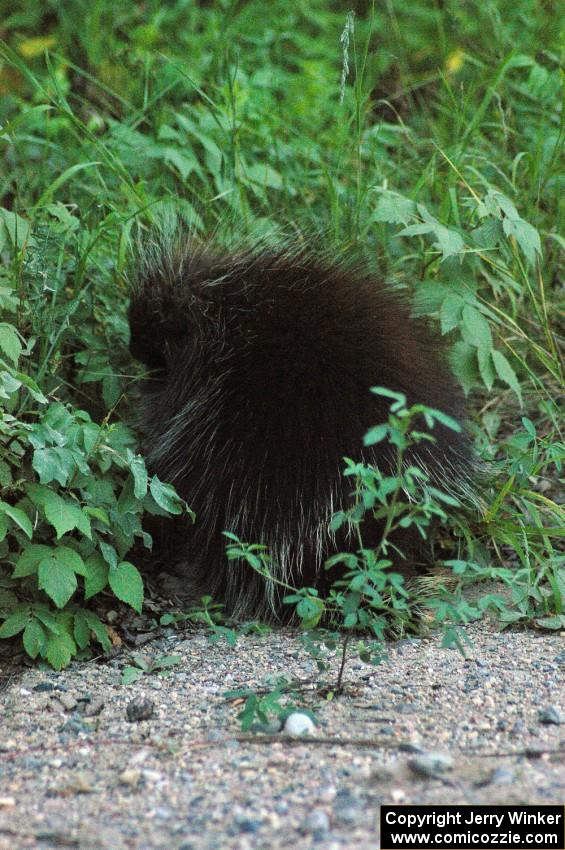 A porcupine eats grass just a few hundred yards from the SS15 midpoint.