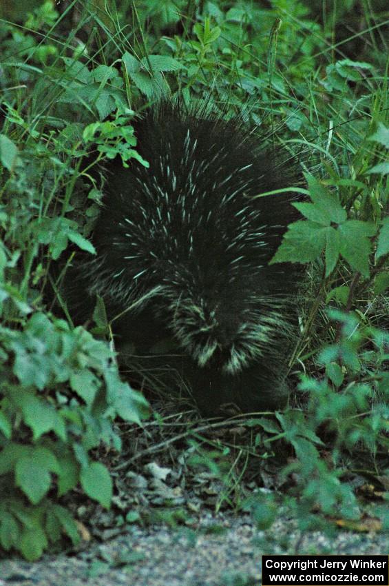 A porcupine eats grass just a few hundred yards from the SS15 midpoint.
