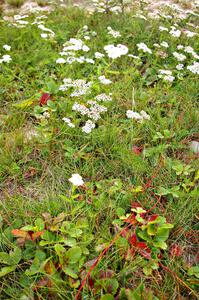 Wild strawberry plants were turning shades of red.