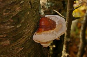 Traditional mushroom shot from Lake Superior Performance Rally 2008.