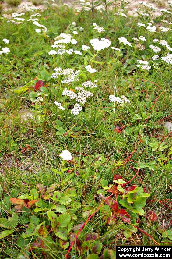 Wild strawberry plants were turning shades of red.