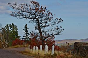 Tree bent over from the constant winds atop Brockway Mountain.