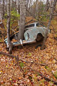 By the size of the tree growing out the trunk, this Karmann-Ghia has been in the same spot in the woods for at least 20 years!