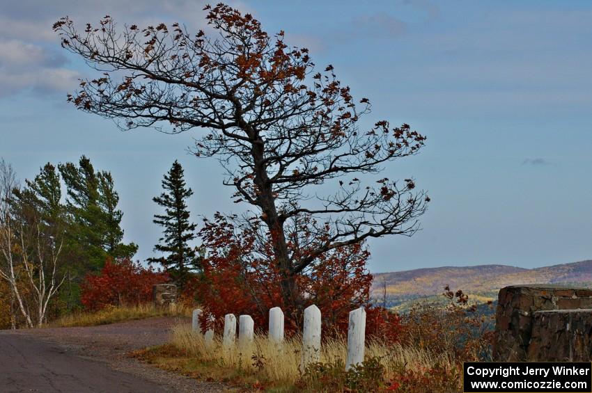 Tree bent over from the constant winds atop Brockway Mountain.