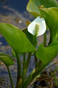 Wild Calla Lily growing alongside Potlatch Road.