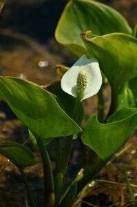 Wild Calla Lily growing alongside Potlatch Road.