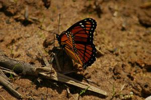 Viceroy Butterfly feeding for nutrients out of a mud puddle.