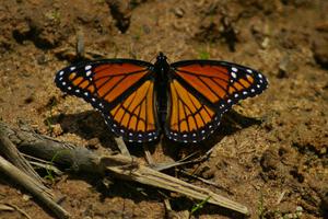 Viceroy Butterfly feeding for nutrients out of a mud puddle.