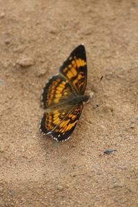 Silvery Checkerspot Butterfly