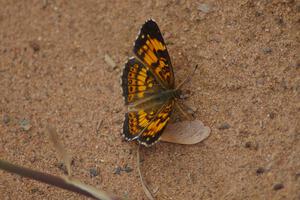 Silvery Checkerspot Butterfly