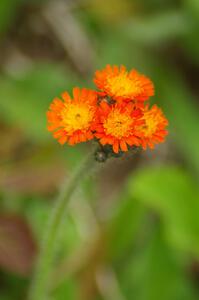 Small orange flower growing alongside Potlatch Road.