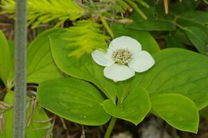 Bunchberry in blossom