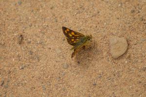 L to R) Braconid Wasp, Arctic Skipper Butterfly, Limestone