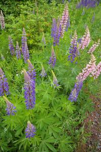 Lupines were in full bloom!