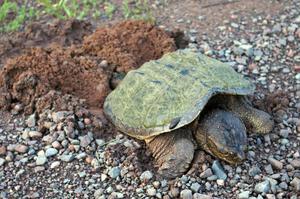 A female snapping turtle lays heer eggs by the side of the road. Note the leeches on her forehead and carapace.