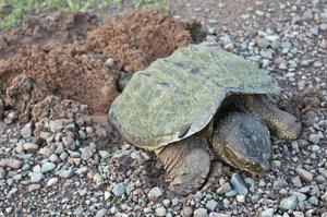 A female snapping turtle lays heer eggs by the side of the road. Note the leeches on her forehead and carapace.