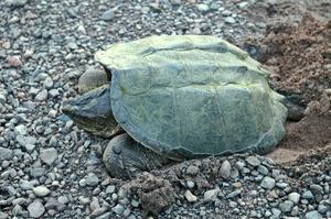 A female snapping turtle bears down to push out eggs into a hole she made along the roadside.