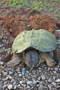 A female snapping turtle bears down to push out eggs into a hole she made along the roadside.