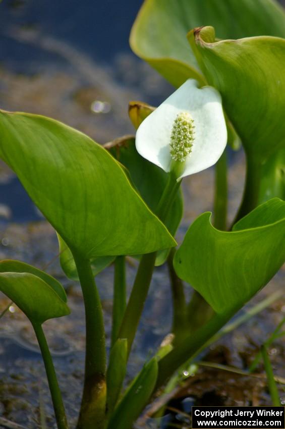 Wild Calla Lily growing alongside Potlatch Road.