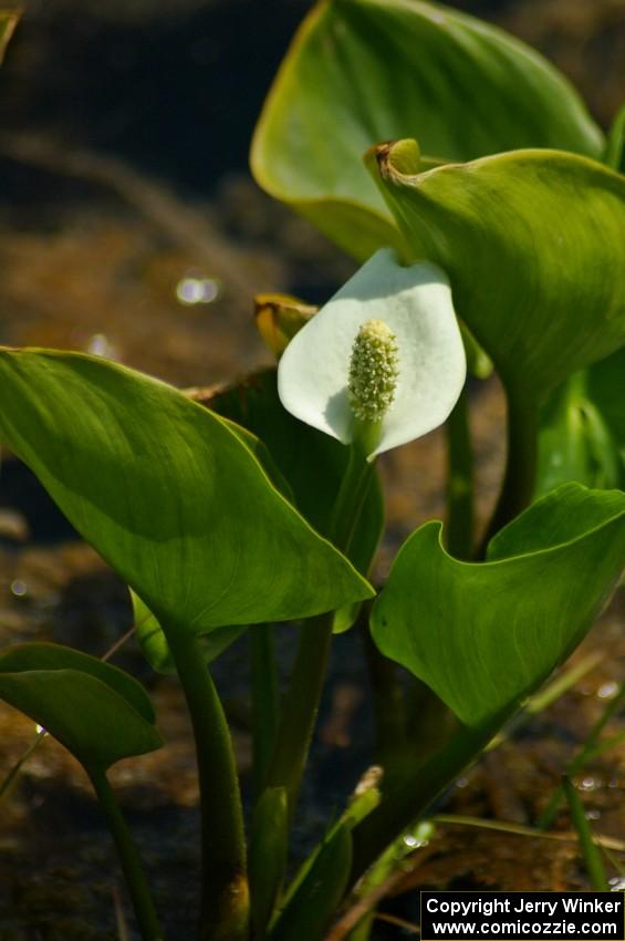 Wild Calla Lily growing alongside Potlatch Road.