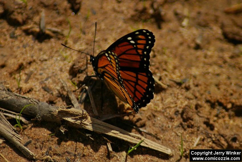 Viceroy Butterfly feeding for nutrients out of a mud puddle.
