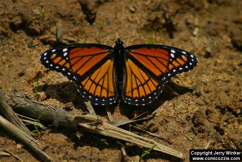 Viceroy Butterfly feeding for nutrients out of a mud puddle.