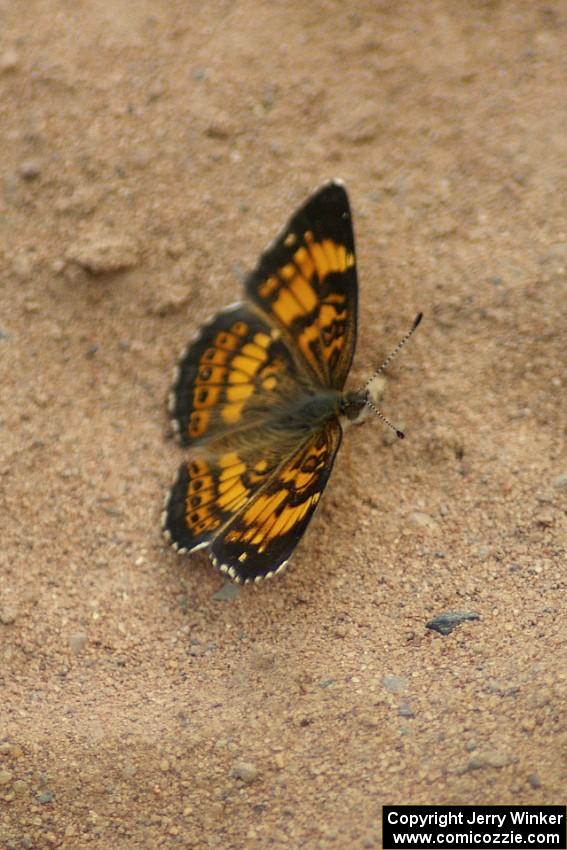 Silvery Checkerspot Butterfly