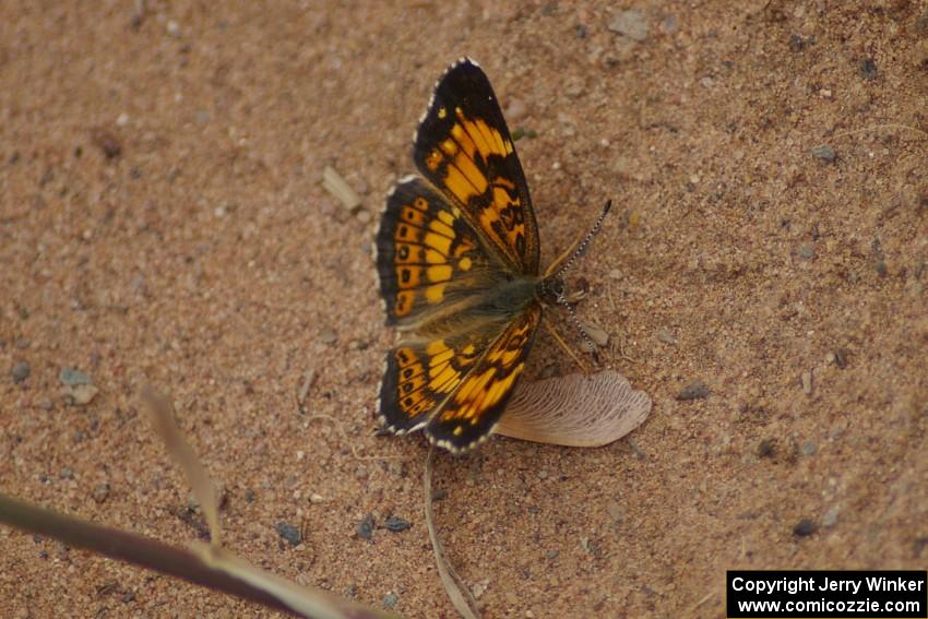 Silvery Checkerspot Butterfly