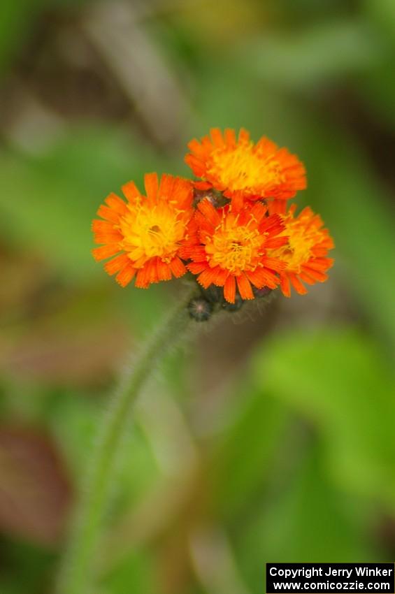 Small orange flower growing alongside Potlatch Road.