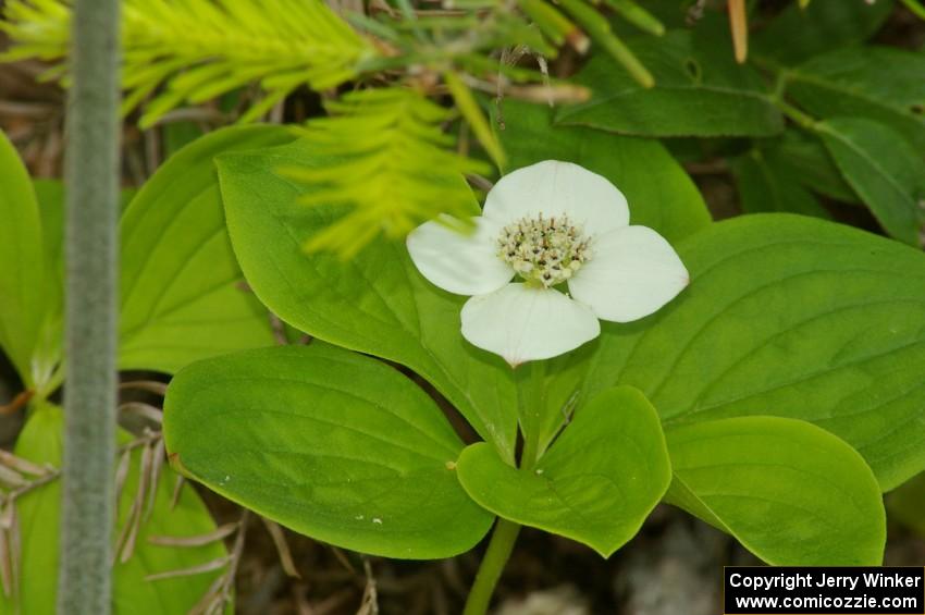 Bunchberry in blossom