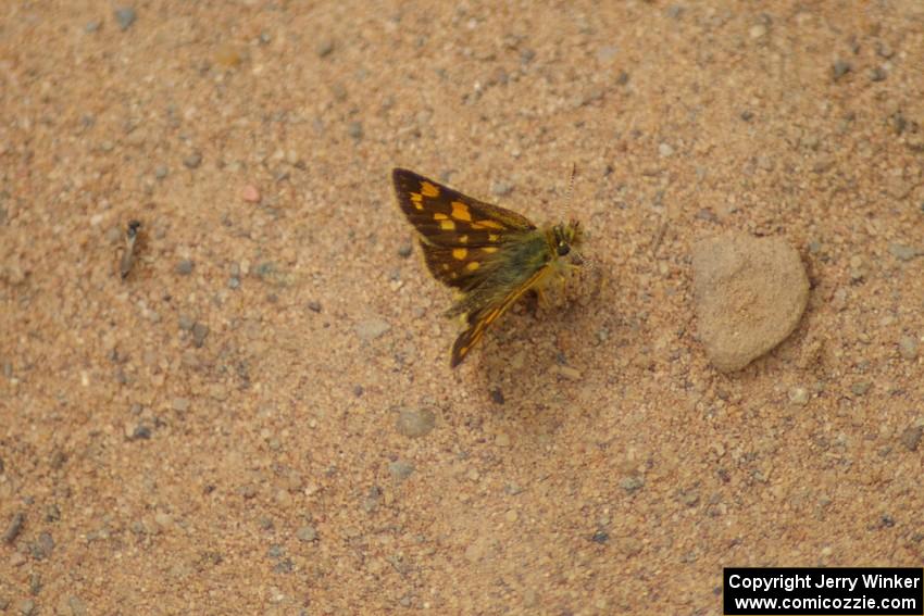 L to R) Braconid Wasp, Arctic Skipper Butterfly, Limestone